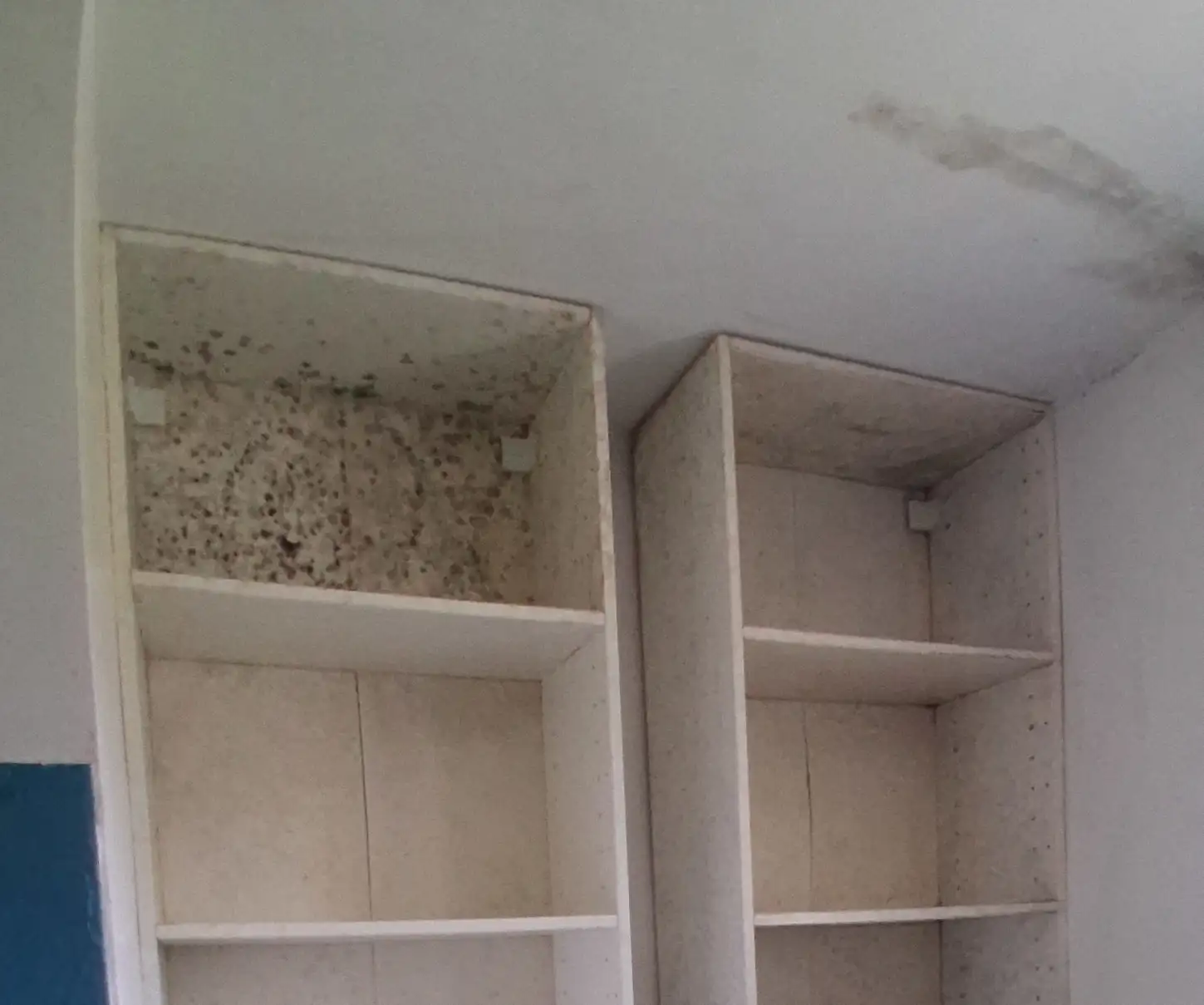 Moisissures sur un mur : moisissure ou mérule