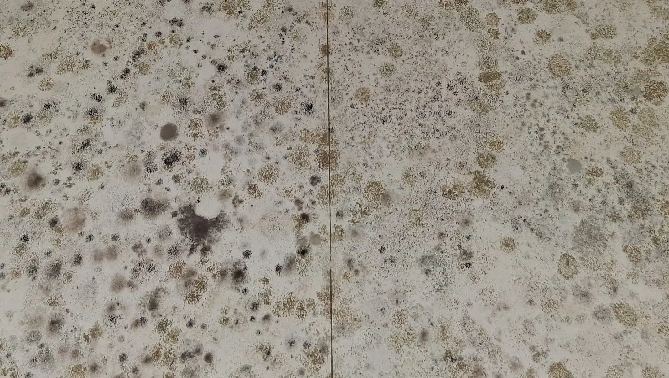 Moisissures gris / noir — humidité du bâti